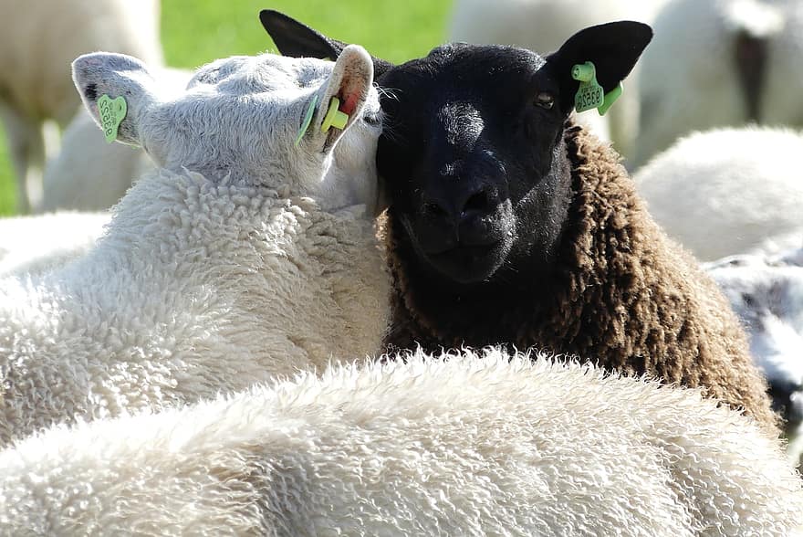 mouton, noir et blanc, agriculture, cour de ferme, la nature, Adapté à l'espèce, ferme, scène rurale, bétail, la laine, herbe