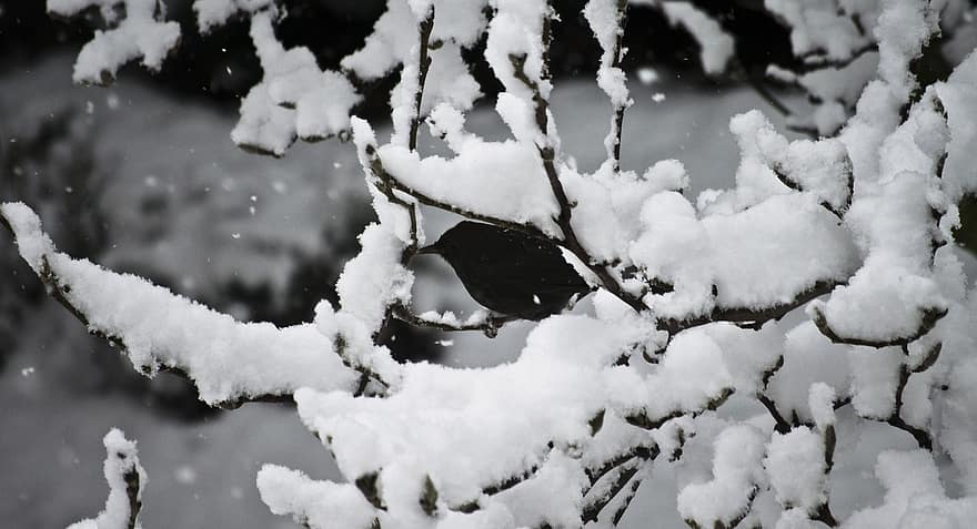 vogel, merel, sneeuw, winter, boom, seizoen, tak, Bos, detailopname, achtergronden, vorst