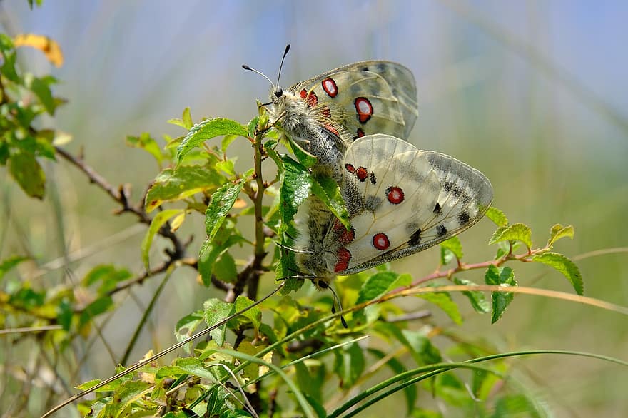Butterflies, Apollo, Pairing, Insects, Edelfalter, Apollofalter, Parnassius Apollo, Protected, Papilionidae, Shimmer, Spotted