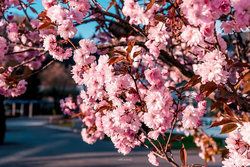 bunga sakura, bunga-bunga, pohon, musim semi, bunga-bunga merah muda, sakura, berkembang, mekar, cabang, warna merah jambu, bunga