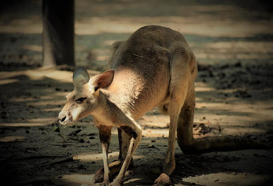 kenguru, állat, vadvilág, erszényes állat, emlős, piros kenguru, fauna, természet