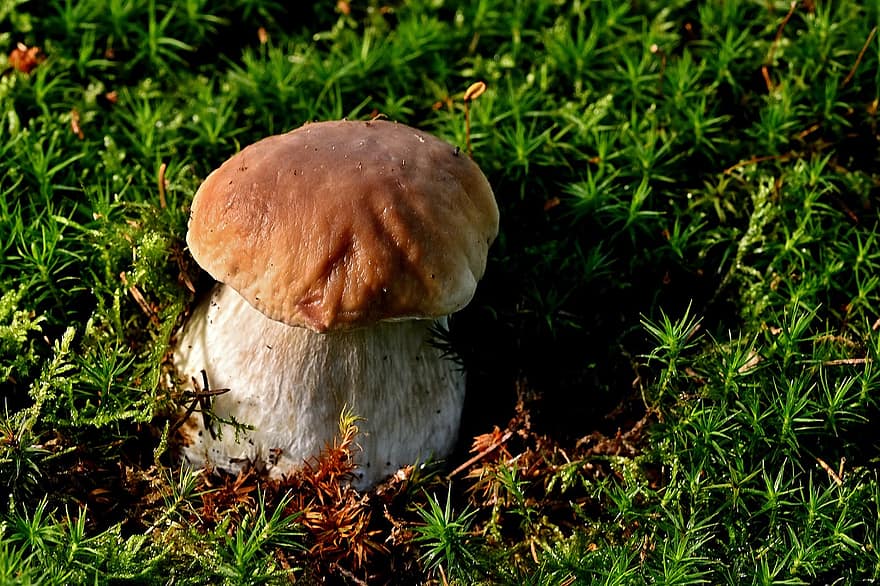 houba, hřib, mech, muchomůrka, jedlá houba, les, Příroda