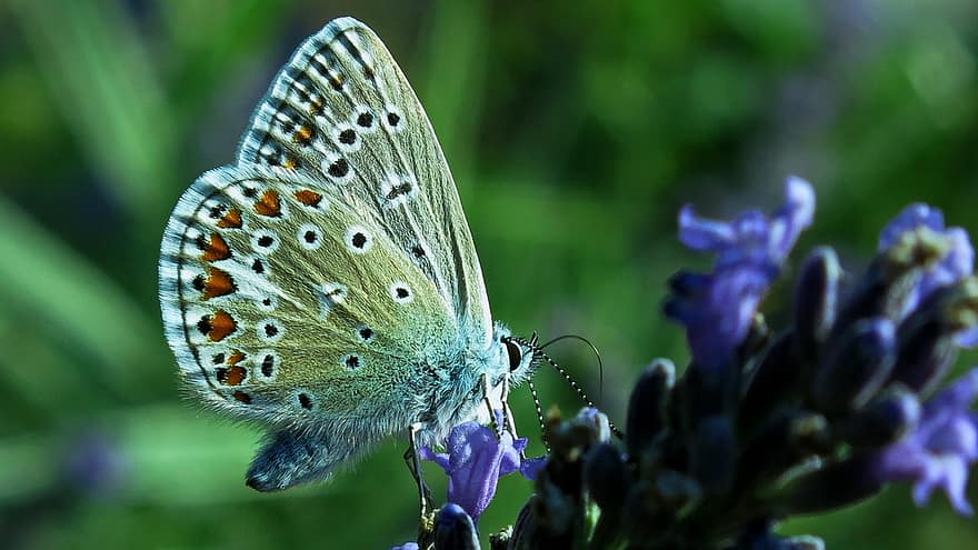 vlinder, gemeenschappelijk blauw, vlinders