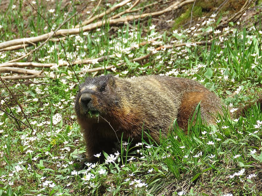 marmota, roedor, Prado, flores, flores brancas, região selvagem, montanhas de teton, Wyoming, animais selvagens, natureza, animais em estado selvagem