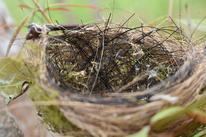 nido de Pájaro, pájaro, habitat, naturaleza