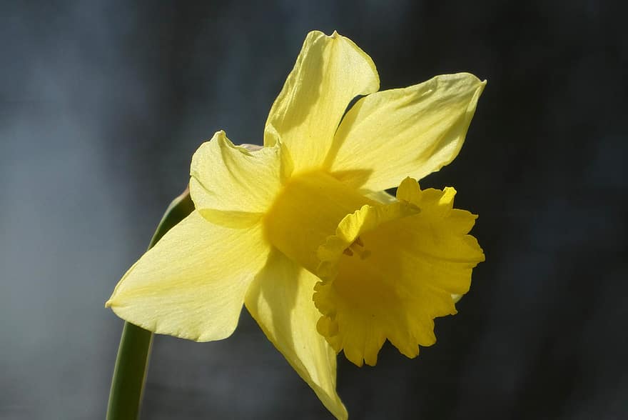 Narcis, gul, blomst, petals, gul blomst, gule kronblader, blomstre, flora, natur, nærbilde, enkeltblomst