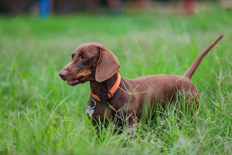 дакел, домашен любимец, куче, кученце, зелен, трева, кучешки, закачлив, Фотография от Анил Шарма, домашни любимци, сладък
