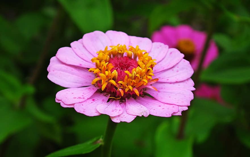 bunga, zinnia, berwarna merah muda, bunga merah muda, kelopak merah muda, berkembang, mekar, flora, pemeliharaan bunga, hortikultura, serbuk sari