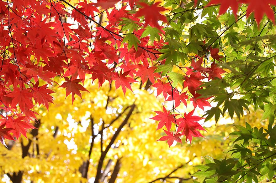 pohon maple, Daun-daun, dedaunan, pohon, daun, musim gugur, kuning, musim, hutan, multi-warna, warna cerah