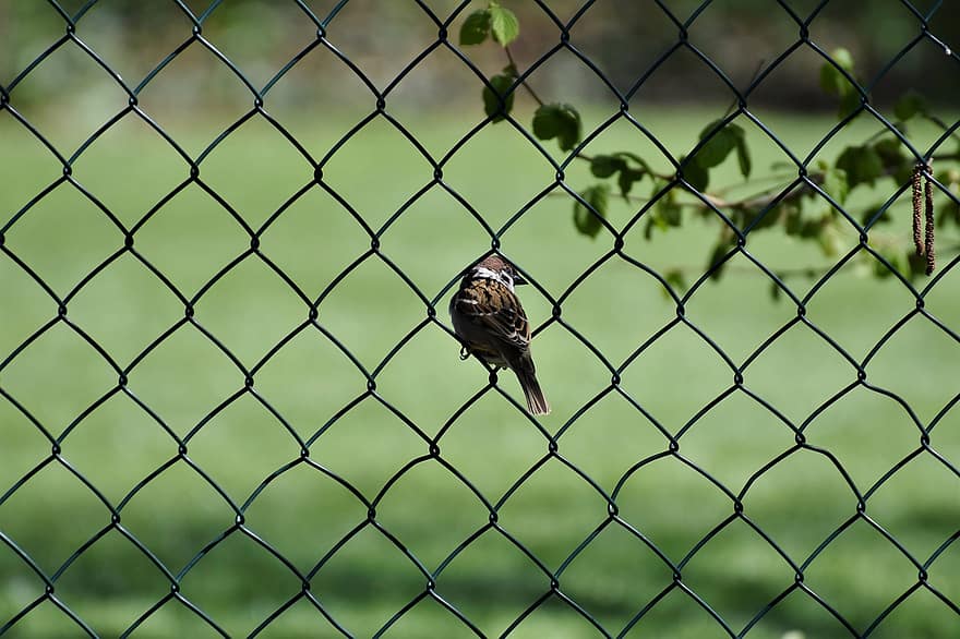 Sparrow, Songbird, Bird, Little Bird, Wire Mesh Fence, Fence, beak, feather, animals in the wild, close-up, branch
