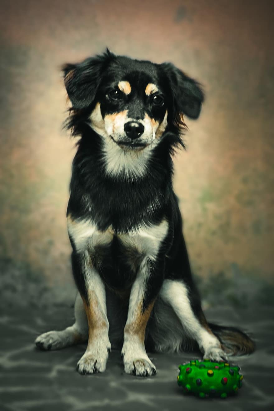 cão, animal, canino, pele, focinho, mamífero, retrato de cachorro