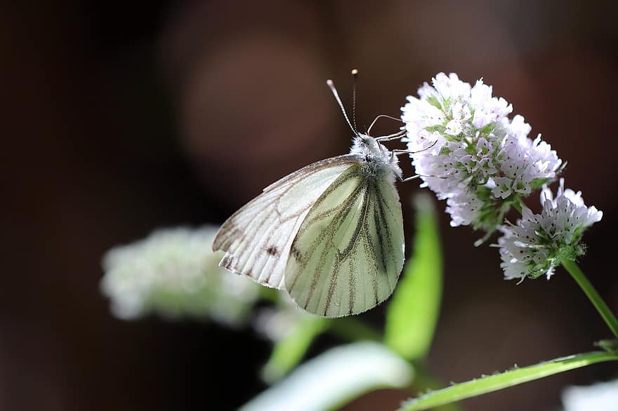 білий, метелик, комаха, крило, minzblüte, білий лінг