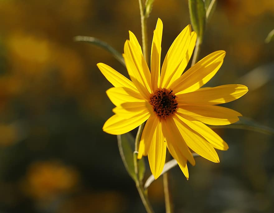 Jerusalem Artichoke, Flower, Plant, Yellow Flower, Petals, Bloom, Leaves, Garden, Nature, Summer, Backlight