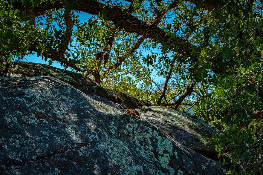 roca, rock, árbol, naturaleza