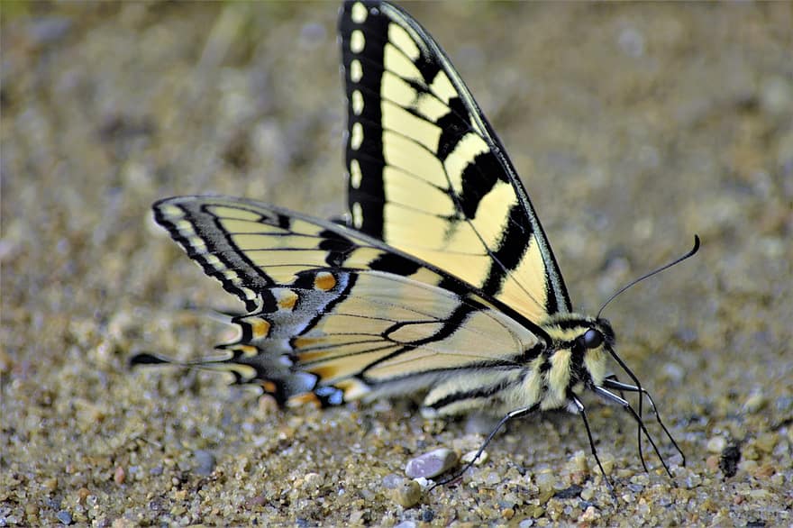 gigantyczny swallowtail, motyl, futrzany, paciorkowaty, czarny, błyszczący, oczy, kolorowy, antena, kolczasty, spindly