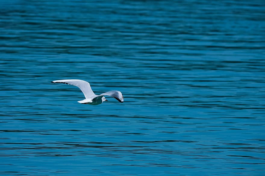 Seagull, Flying, Lake, Gull, Black Headed Gull, Bird, Animal, Wildlife, Wings, Feathers, Plumage