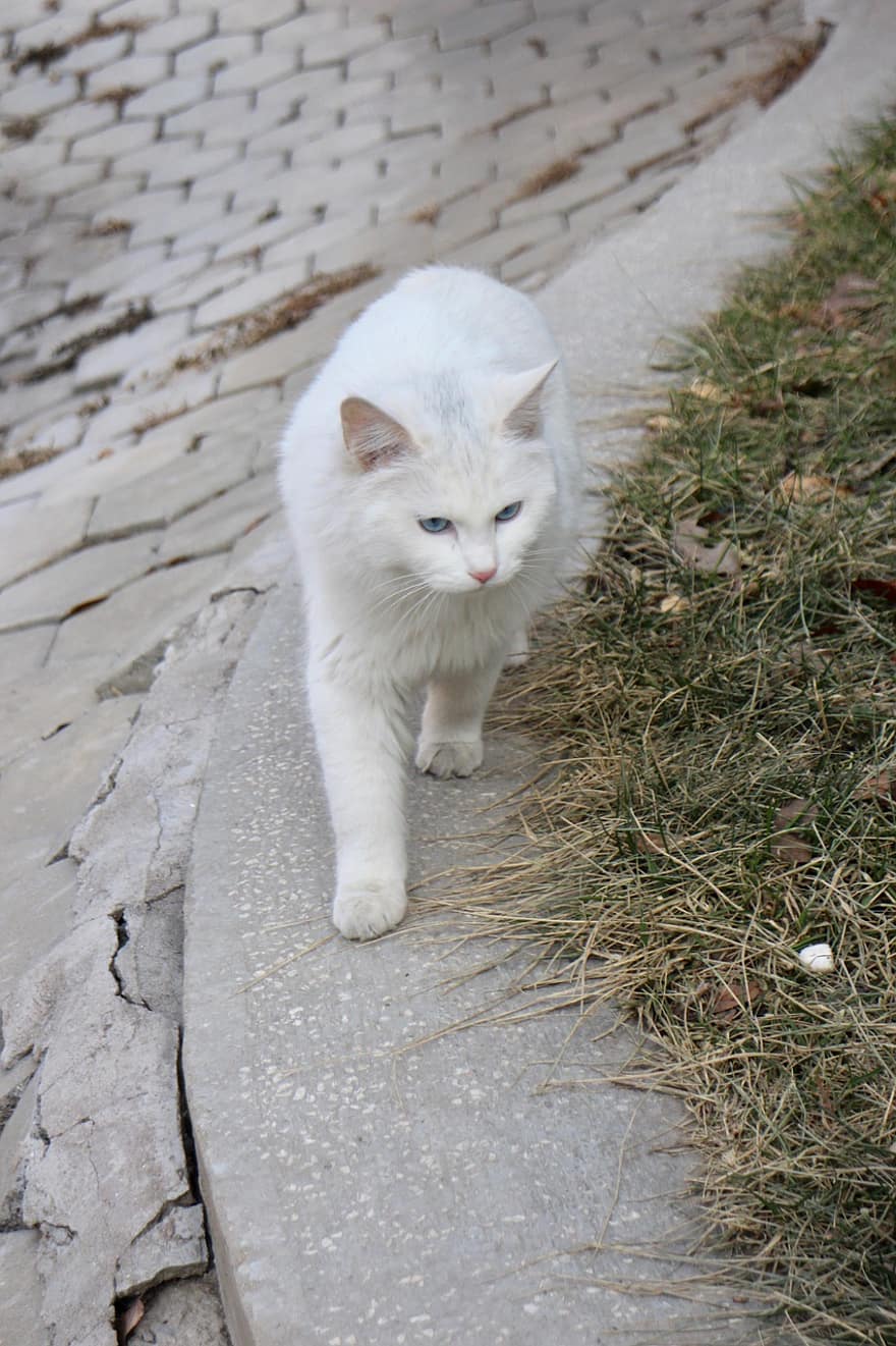 kedi, yürüme, sevimli, hayvan, Beyaz kedi, kürk, pisi