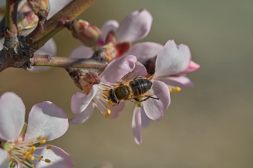 albină, insectă, floare, migdala, polenizare, petale, plantă, primăvară, grădină, natură