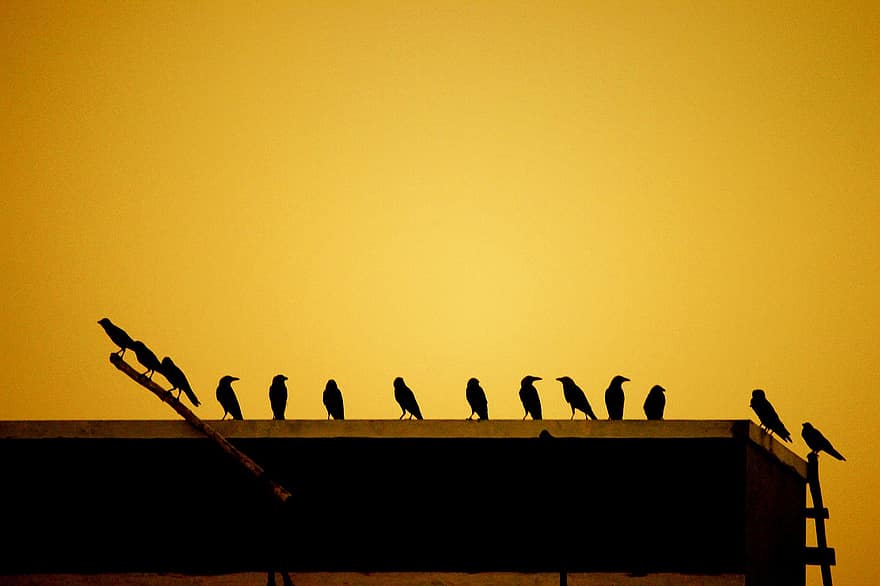 grupo de pássaros, passarinhos, Corvo