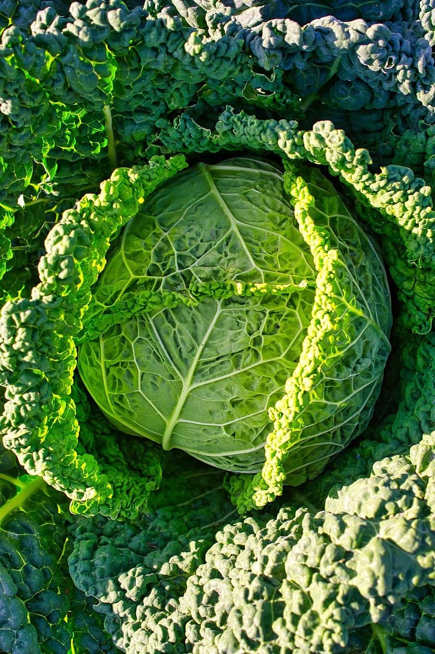 cabbage, kale cabbage, vegetable