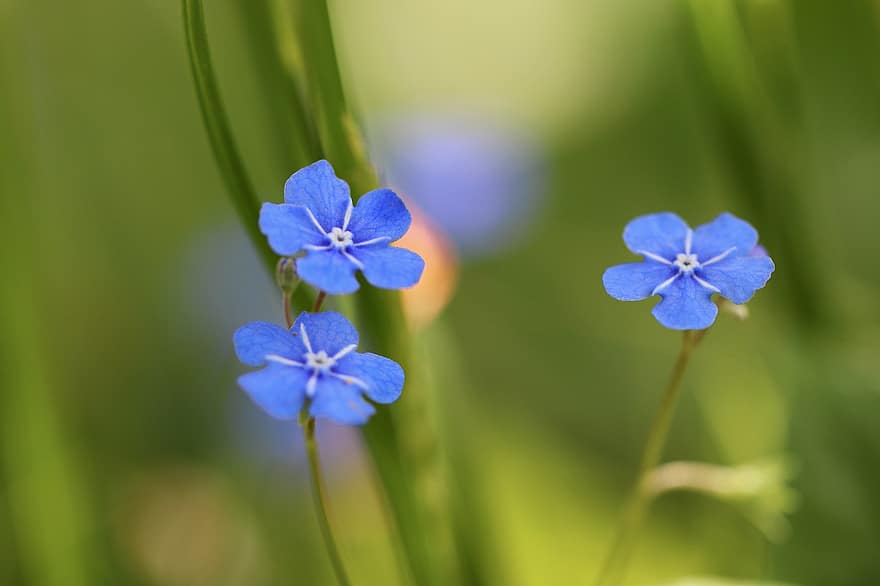 jangan lupakan saya, bunga biru, bunga liar, padang rumput, kelopak, mekar, berkembang, alam, bunga-bunga