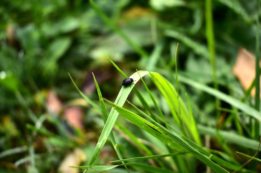 Insekt, Gras, Natur, Wiese, Grün, Käfer