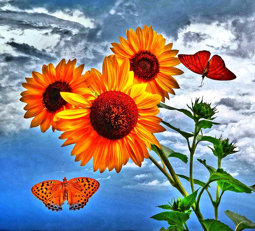 slunečnice, motýl, hmyz, barvitý, Příroda, květ