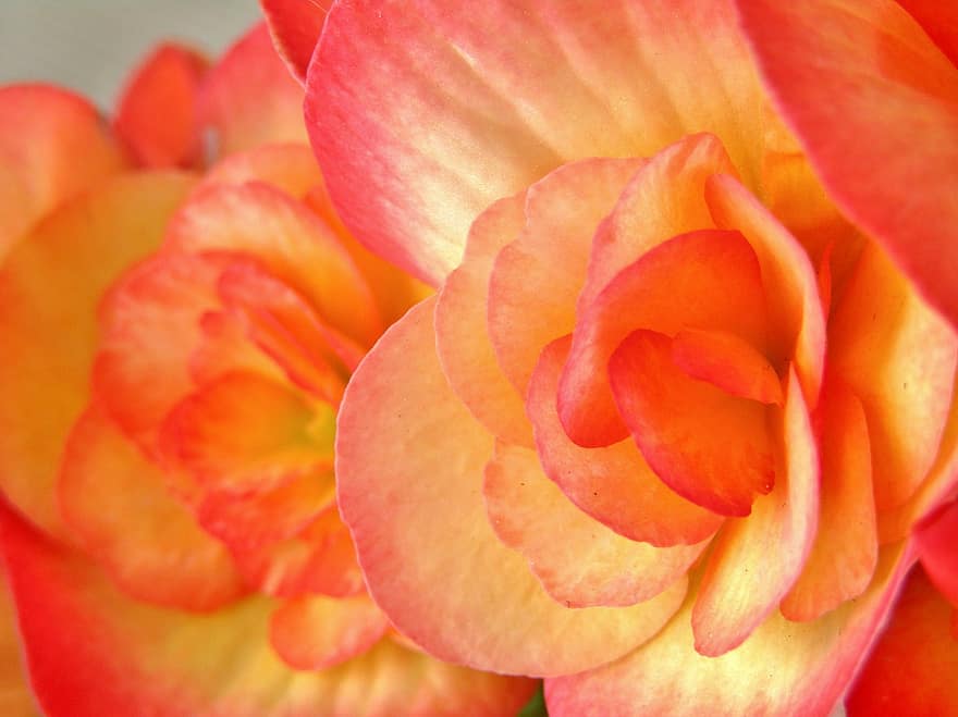 Begonien, Blumen, Blumenstock, Natur, Orange, Aprikose, SMS, 1989, Pixabay, Gelb, Nahansicht