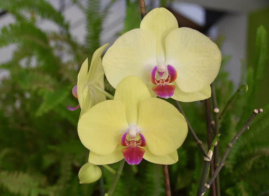 blomst, orkide blomstre, orkidé gul ​​farge, knapp orkide, dekorative plante, by på, botanikk, natur, dekorasjon