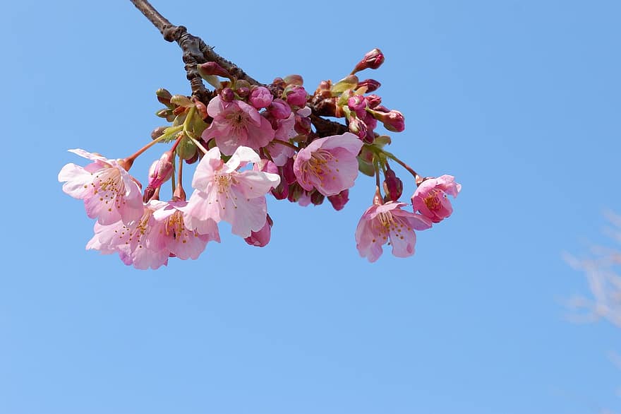 třešňové květy, květiny, jaro, Příroda, květ, rostlina, detail, větev, květu hlavy, okvětní lístek, růžová barva