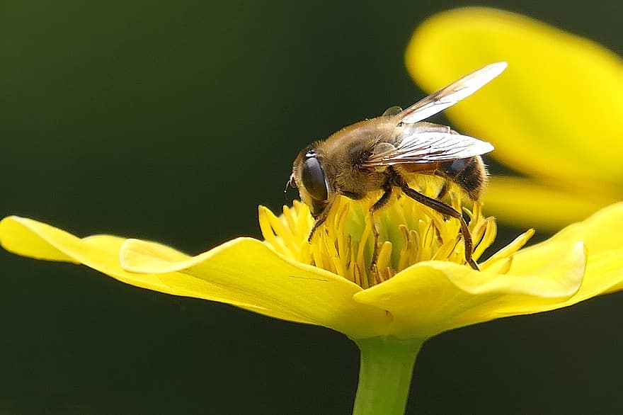 bi, pollen, pollinera, pollinering, bevingad, bivingar, blomma, flora, fauna, makro, närbild