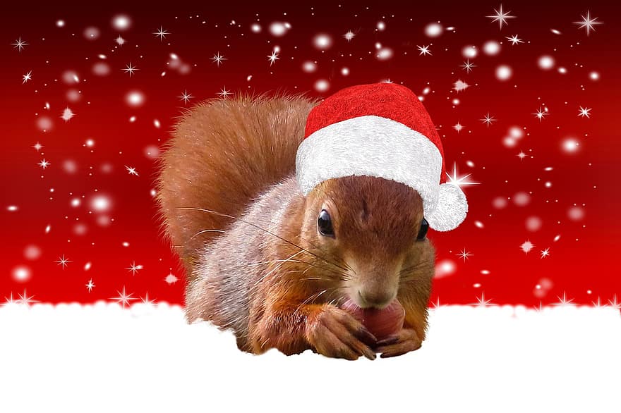 σκίουρος, είδος σκίουρου, τρωκτικό, santa καπέλο, χιόνι, Χριστούγεννα, Χριστουγεννιάτικο μοτίβο