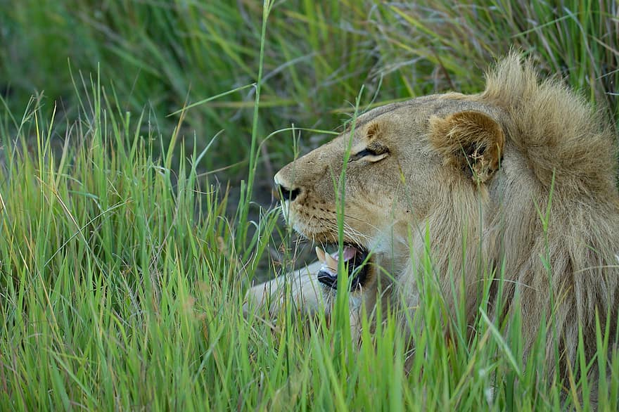 Lion, Animal, Mane, Mammal, Predator, Wildlife, Safari, Zoo, Wildlife Photography, Wilderness, Close Up