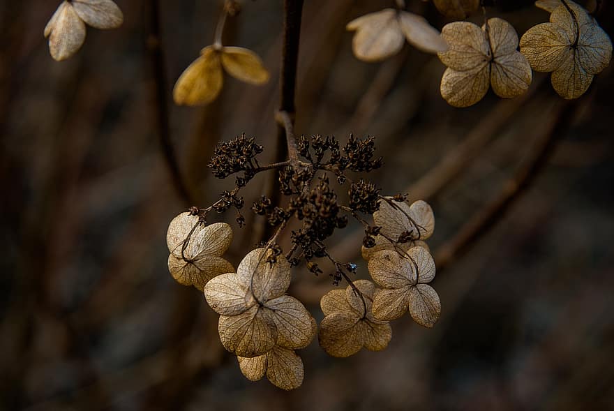 Hydrangea, Flowers, Withered, Dry, Dried Flowers, Plant, Fall, Autumn, Garden, Nature