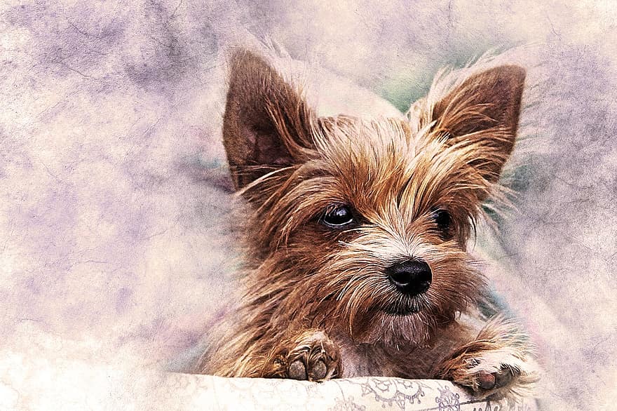 Dog, Puppy, Pet, Art, Nature, Abstract, Watercolor, Vintage, Artistic, Animal, Design