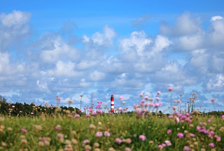 Ngọn hải đăng Amrum, bông hoa, bờ biển, Đảo, phía Bắc Biển, kỳ nghỉ, những đám mây, mùa hè