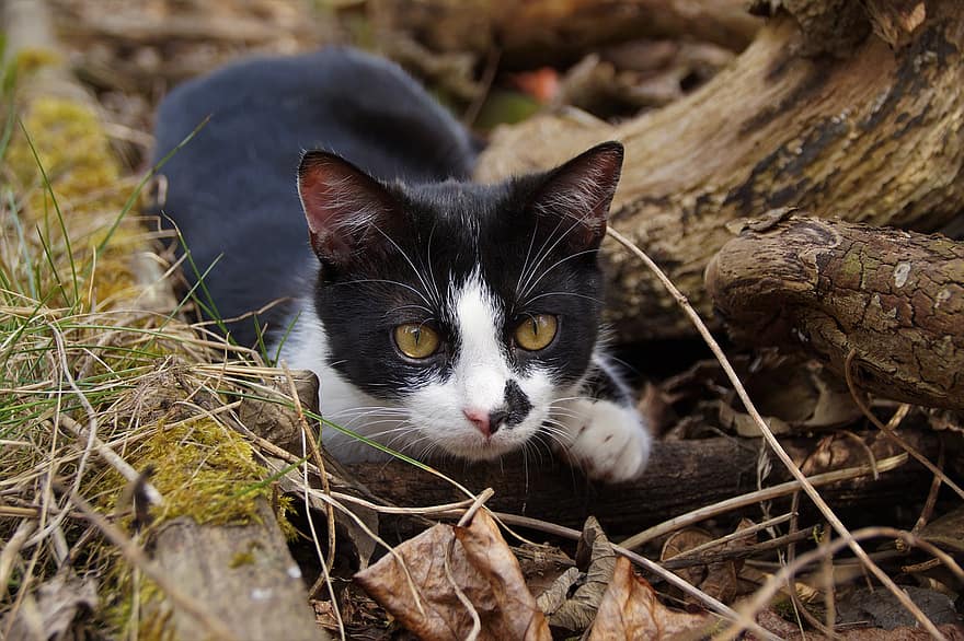 pisică, tineri, pisoi, în aer liber, alb-negru, primăvară, este minciuna, animal