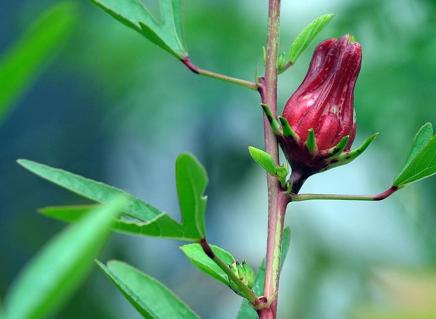 Rosella, fruct, plantă, pe bază de plante, Hibiscus Sabdariffa