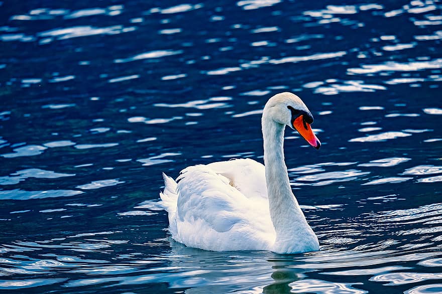 Swan, Animal, Water Bird, White, Pride, Schwimmvogel, Feather, Animal World, Nature, Lake, Water