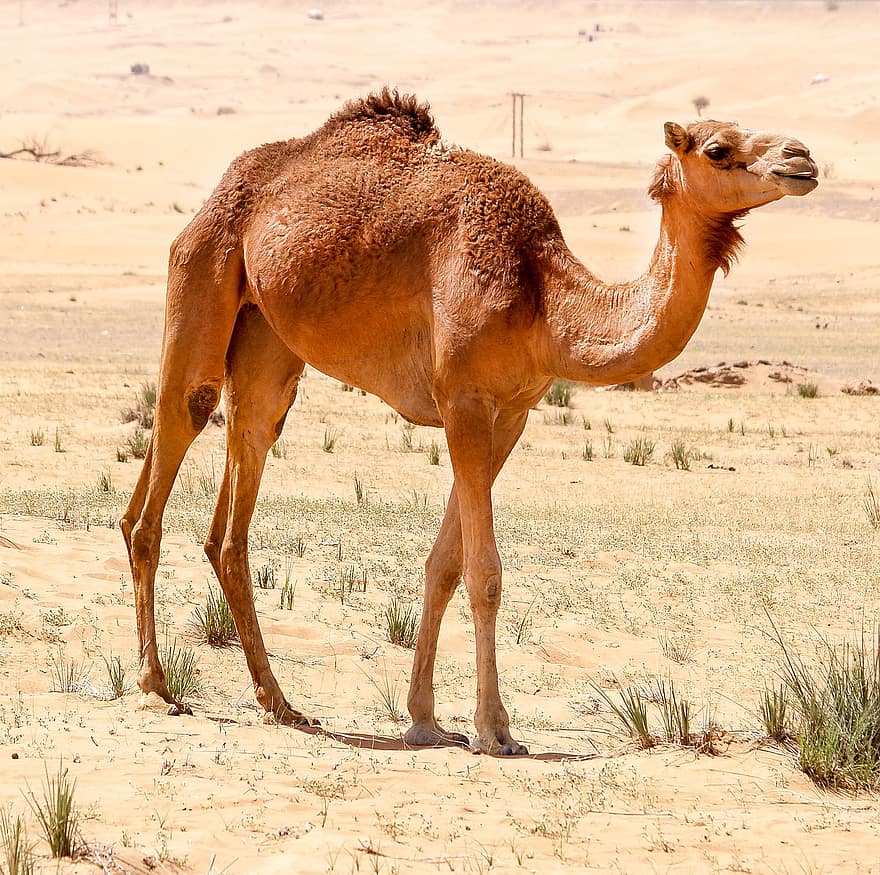 dromedario, camello, animal, camello arabe, joroba, mamífero, ganado, Desierto, naturaleza, viaje, turismo