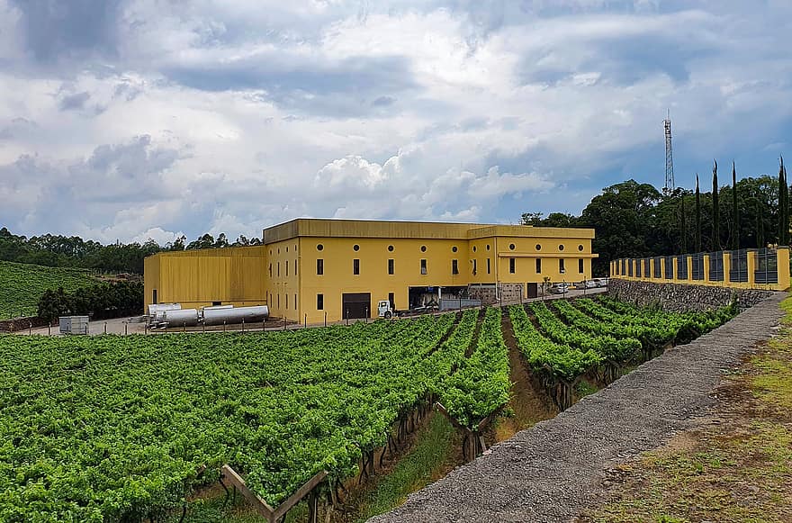 plantacija, vyno gamykla, vynas, vynmedis, vynuogynas, vynuogės, ūkis, pobūdį, žalias, panorama, kalnai