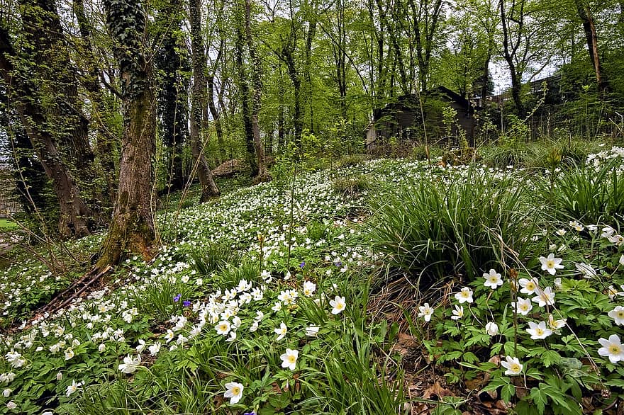 Wood Anemone, Flowers, Wild Plants, Anemoides Nemorosa, Spring, Spring-flowering, Ranuncolacee, Flowery Meadow, Underwood, White Flowers, Nature
