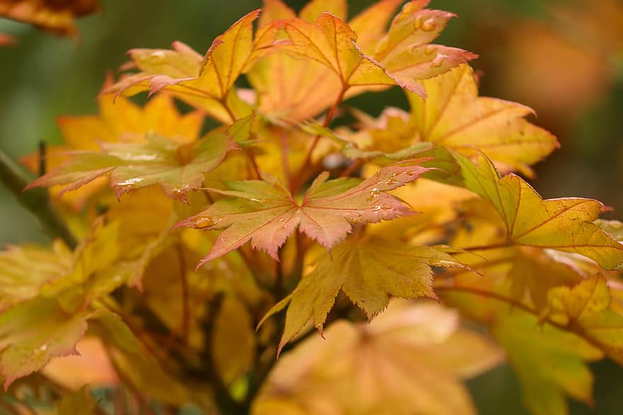 秋、葉、木、枝、紅葉、秋の季節、落葉、自然、オレンジ色の葉