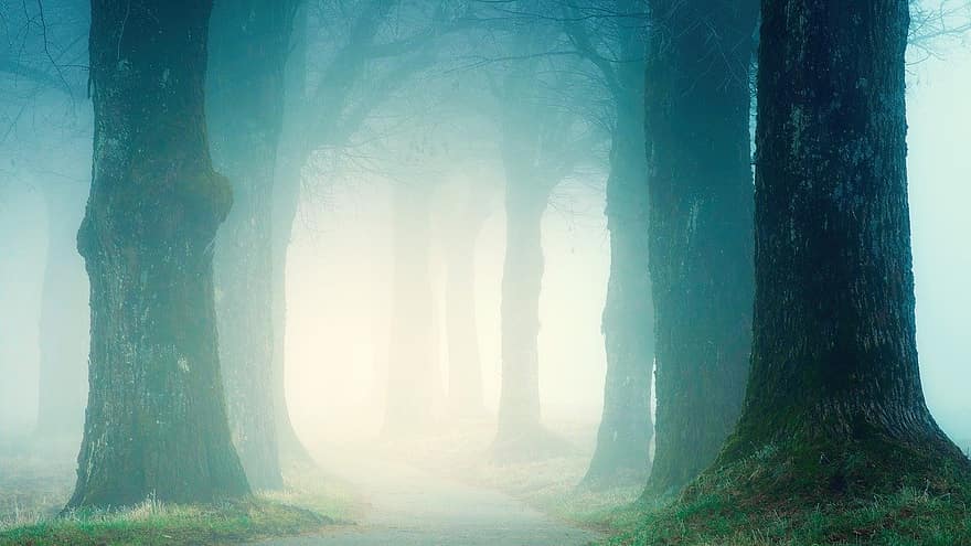 パス、霧、木、自然、森林、路地、冬、森の中、霧の、神秘的な