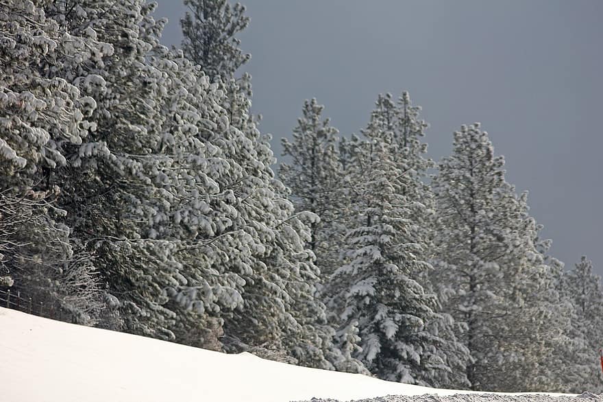 copaci, zăpadă, iarnă, pădure, îngheţ, rece, pini, conifere, snowscape, natură, peisaj