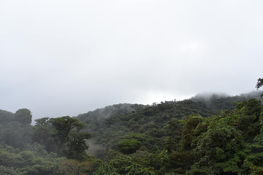 regnskov, jungle, skyer, tropisk, costa rica, monte verde, parkere