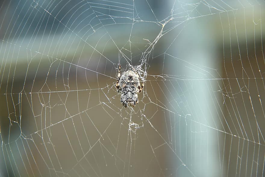 hämähäkki, hämähäkinverkko, niveljalkaisten, eläin, yksi, Yksi, saalistaja, hämähäkkieläinten, makro, kauhu, pelko