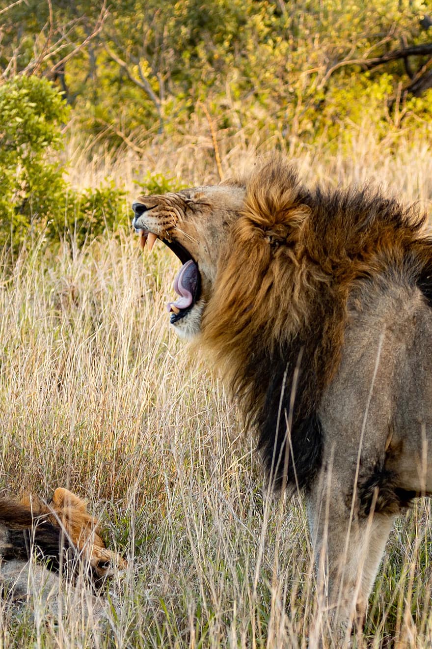 Lew, zwierzę, safari, ssak, duży kot, dzikie zwierze, drapieżnik, dzikiej przyrody, fauna, pustynia, dżungla