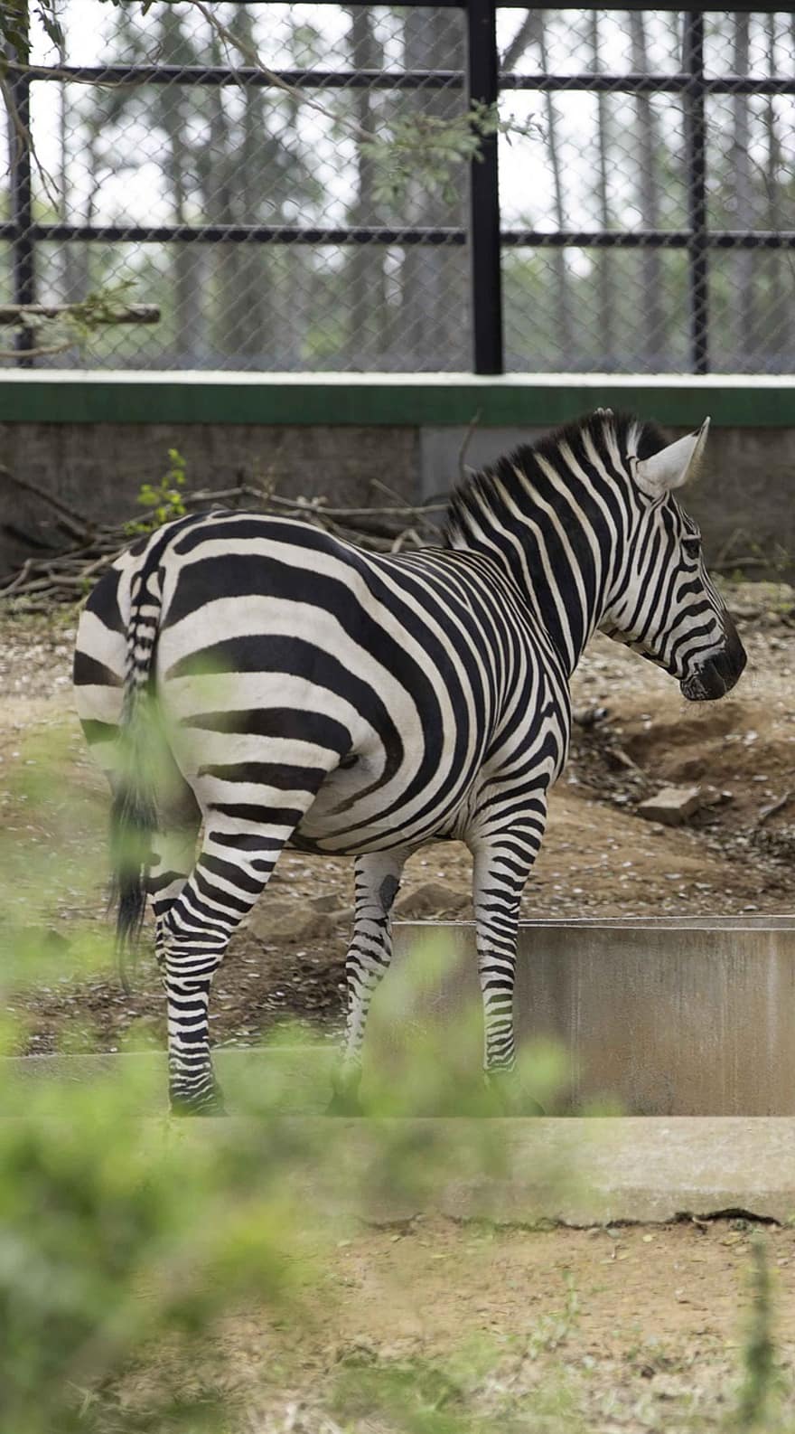 zebra, garis-garis, kuda, binatang buas, margasatwa, liar, hewan, bergaris, Afrika, binatang di alam liar, hewan safari