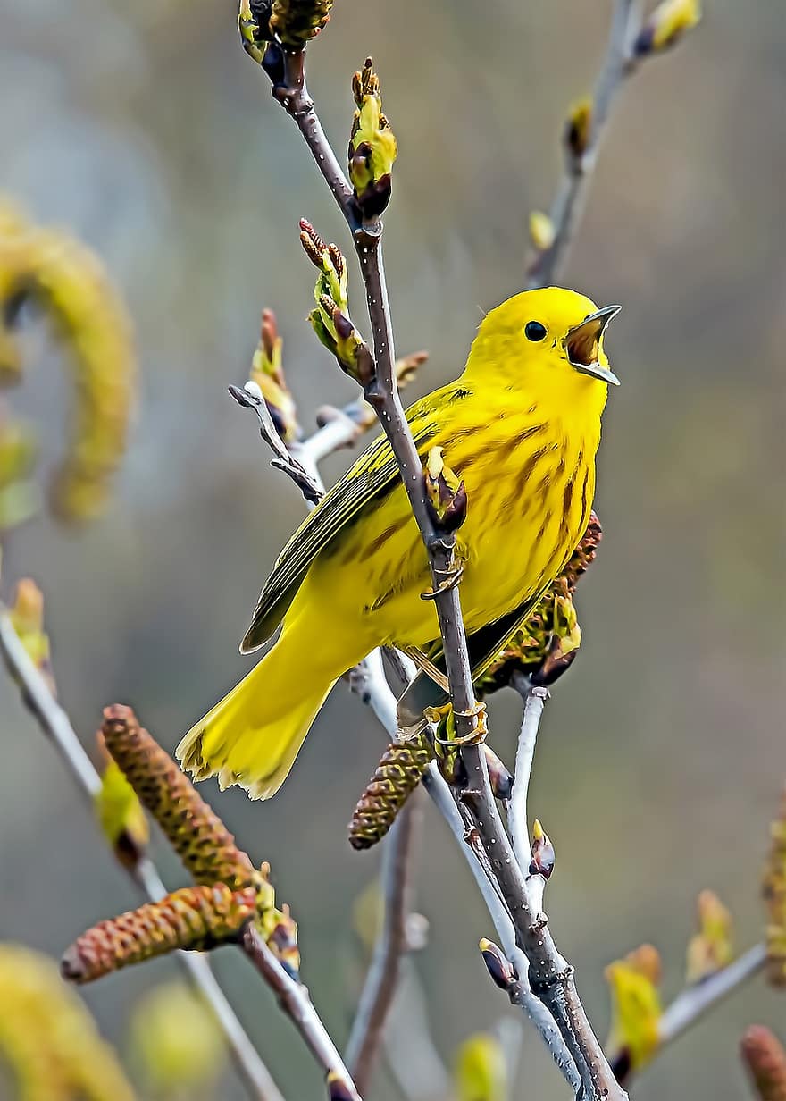 pták, žlutá pěnice, ornitologie, druh, fauna, ptačí, zvíře, volně žijících živočichů, Příroda, žlutá, větev